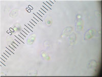 Faltiggewundener Wachsrindenpilz - Ceraceomyces serpens