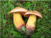 Netzstieliger Hexen-Rhrling - Boletus luridus