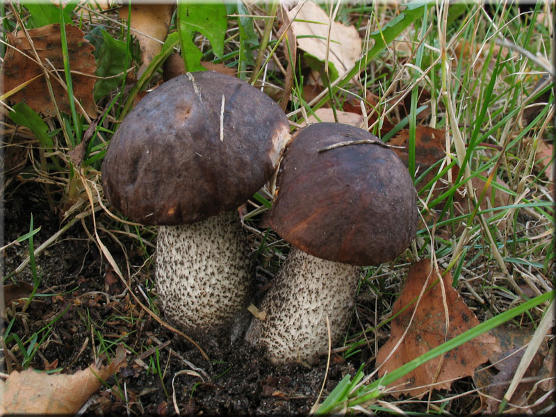 Dunkler Raufu - Leccinum melaneum