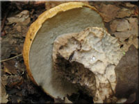 Hainbuchen-Raufuß - Leccinum pseudoscabrum