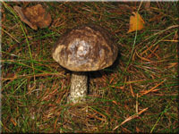 Gefleckter Raufu - Leccinum variicolor