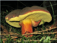 Stattlicher Rotfuß-Röhrling - Xerocomus pruinatus
