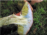 Blutroter Filz-Röhrling - Xerocomus rubellus