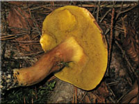 Ziegenlippe - Xerocomus subtomentosus