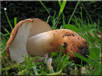 Hasen-Blasssporrhrling - Gyroporus castaneus