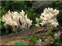 Kammförmiger Keulenpilz - Clavulina coralloides