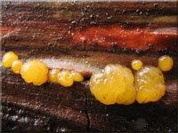 Zerfließende Gallertträne - Dacrymyces stillatus