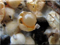 Sphaerobolus stellatus - Gemeiner Kugelschneller