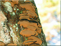 Muschelförmiger Feuerschwamm - Phellinus conchatus