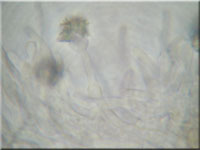 Zweifarbiger Harz-Rindenpilz - Resinicium bicolor