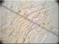 Schmalsporiger Zähnchenrindenpilz - Alutaceodontia alutacea