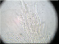 Schmalsporiger Zähnchenrindenpilz - Alutaceodontia alutacea