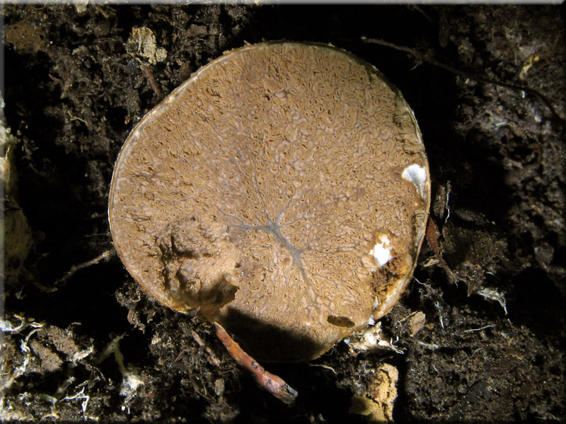 Rotfleischige Schwanztrüffel - Hysterangium pompholyx