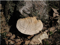 Eichen-Wirrling - Daedalea quercina