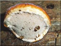 Fomitopsis pinicola