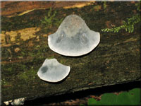 Blauer Saftporling - Oligoporus caesius