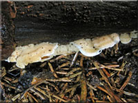Braunfleckender Saftporling - Oligoporus fragilis
