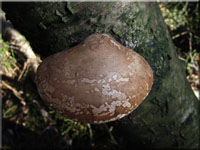 Birken-Hautporling - Piptoporus betulinus