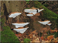 Flacher Lackporling - Ganoderma lipsiense 