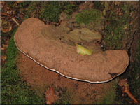Flacher Lackporling - Ganoderma lipsiense 