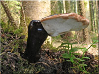 Glänzender Lackporling - Ganoderma lucidum