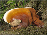 Glänzender Lackporling - Ganoderma lucidum