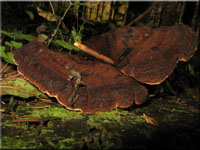 Schwarzgebänderter Harzporling - Ischnoderma benzoinum