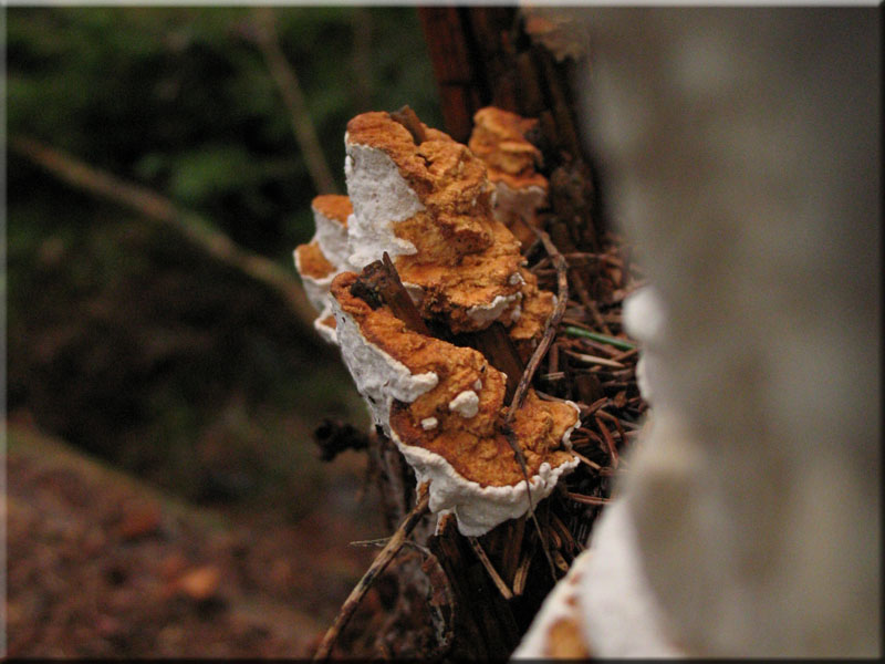 Reihige Braunfuletramete - Antrodia serialis 