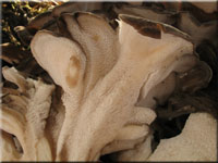Gemeiner Klapperschwamm - Grifola frondosa