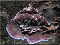 Violetter Knorpelschichtpilz - Chondrostereum purpureum