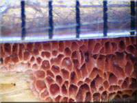 Purpurfarbener Wachsporling - Ceriporia purpurea