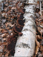 Rötender Blätterwirrling - Daedaleopsis confragosa