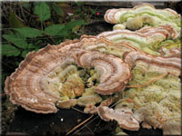 Birken-Blätterporling - Lenzites betulinus