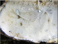 Kleinsporiger Knorpelporling - Skeletocutis nivea