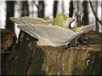 Buckeltramete - Trametes gibbosa