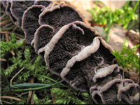 Zahnförmiger Lederporling  - Trichaptum hollii