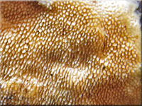 Ockerrötlicher Resupinatstacheling - Steccherinum ochraceum