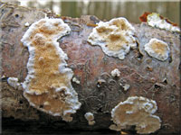 Ockerrötlicher Resupinatstacheling - Steccherinum ochraceum