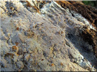 Auffälliger Lederrindenpilz - Scytinostroma portentosum
