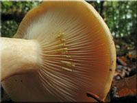 Goldflüssiger Milchling - Lactarius chrysorrheus