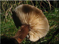 Mohrenkopf-Milchling - Lactarius lignyotus