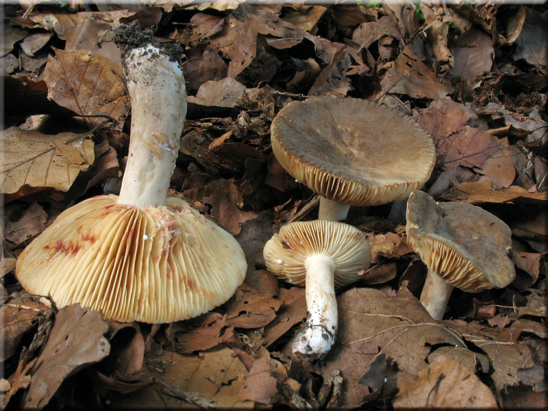 Flgelsporiger Milchling - Lactarius pterosporus