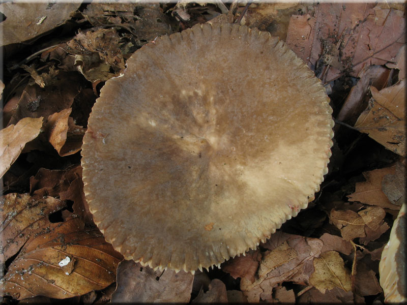 Flgelsporiger Milchling - Lactarius pterosporus