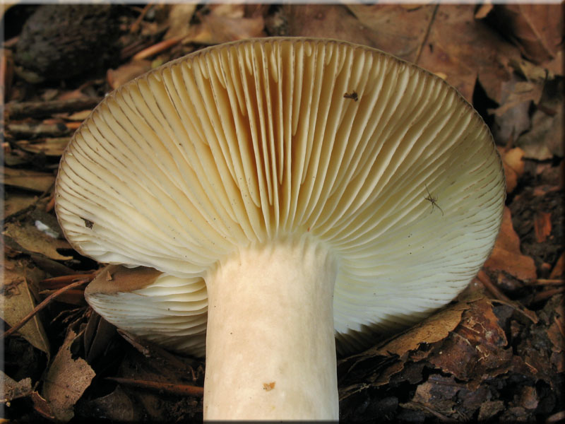 Flgelsporiger Milchling - Lactarius pterosporus