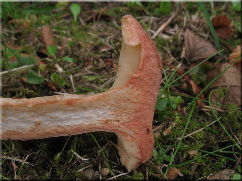 Flgelsporiger Milchling - Lactarius pterosporus