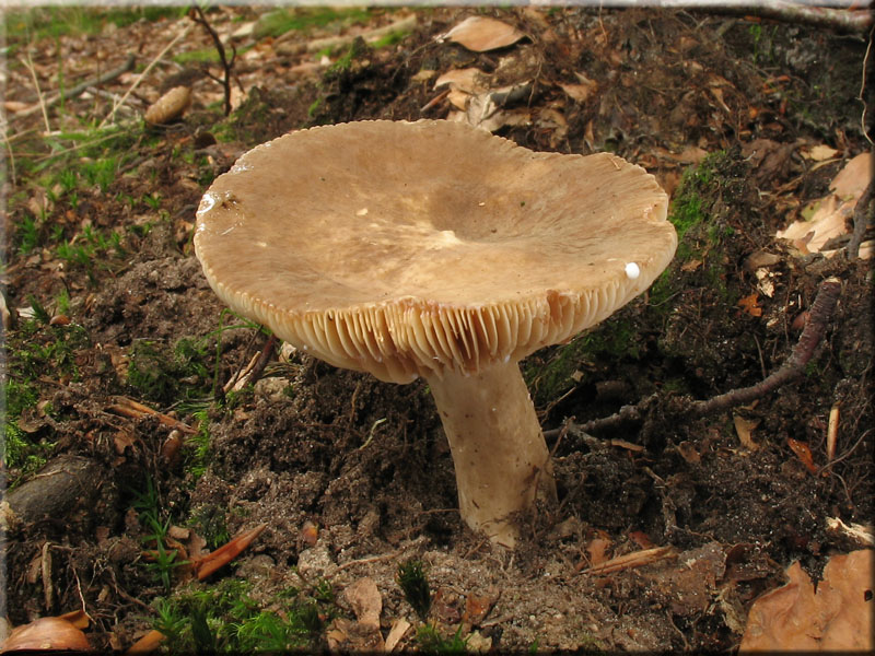 Flgelsporiger Milchling - Lactarius pterosporus