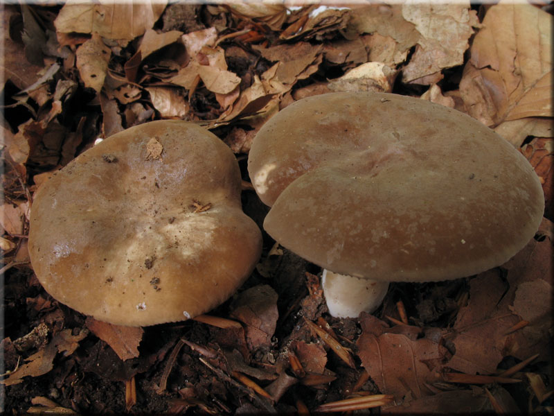 Flgelsporiger Milchling - Lactarius pterosporus