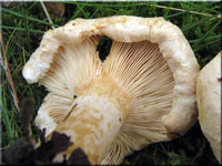 Flaumiger Birken-Milchling - Lactarius pubescens