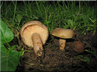 Scharfer Hasel-Milchling - Lactarius pyrogalus