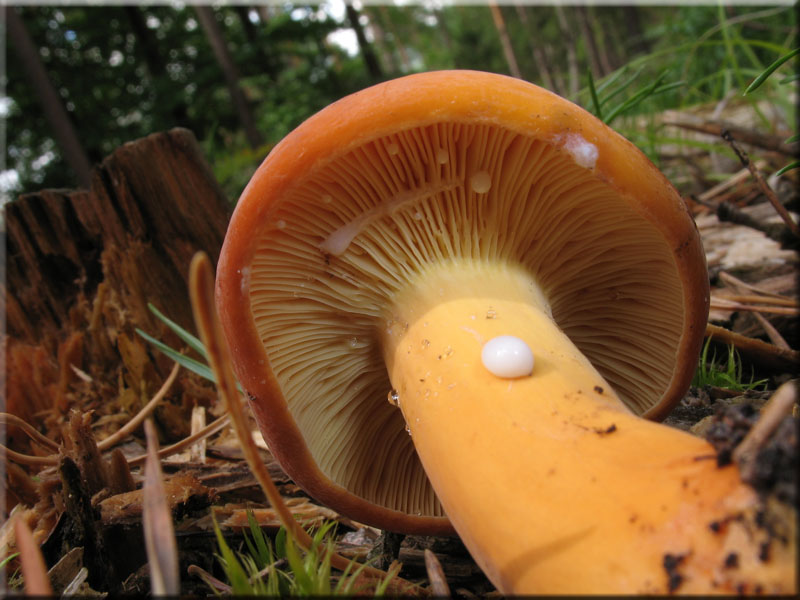 Brtling - Lactarius volemus